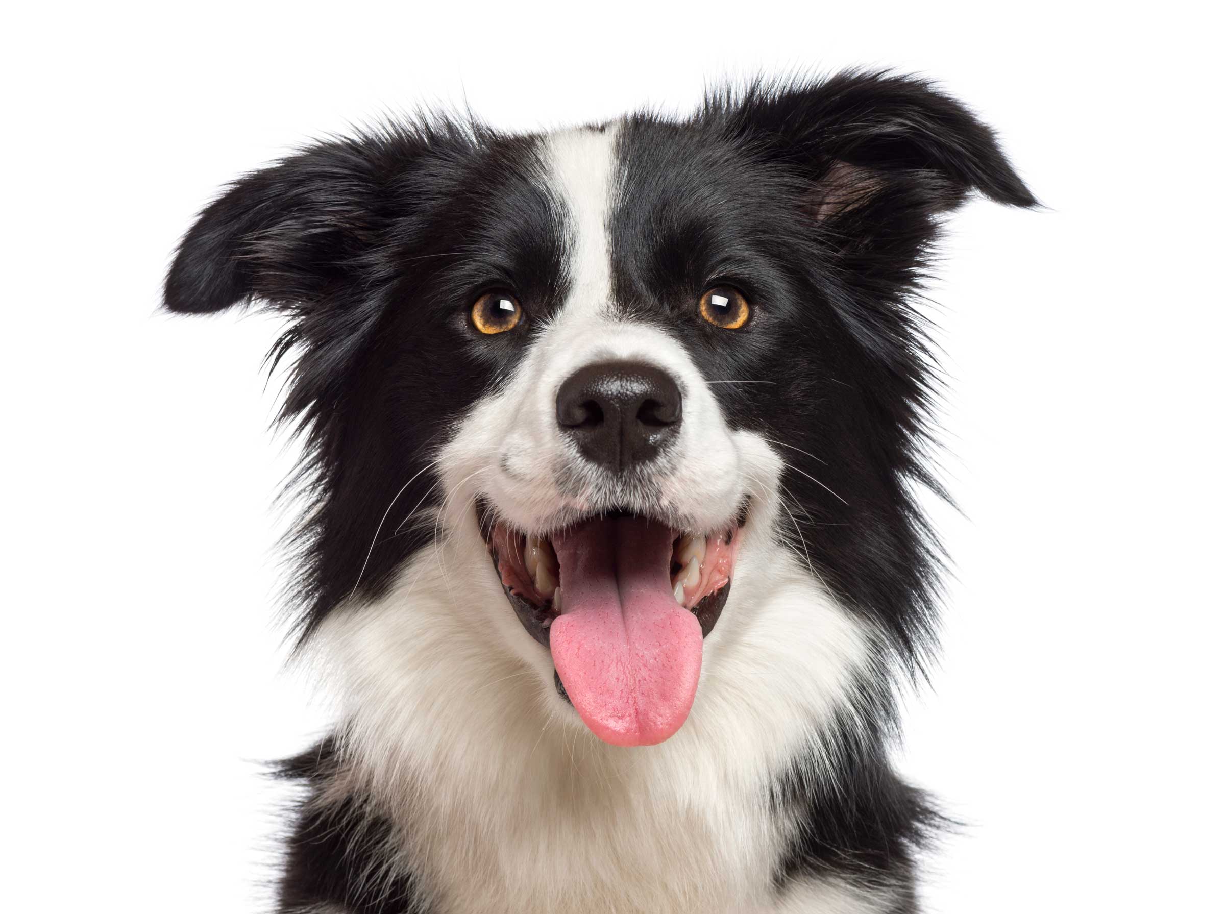 Border Collie in schwarz weiß